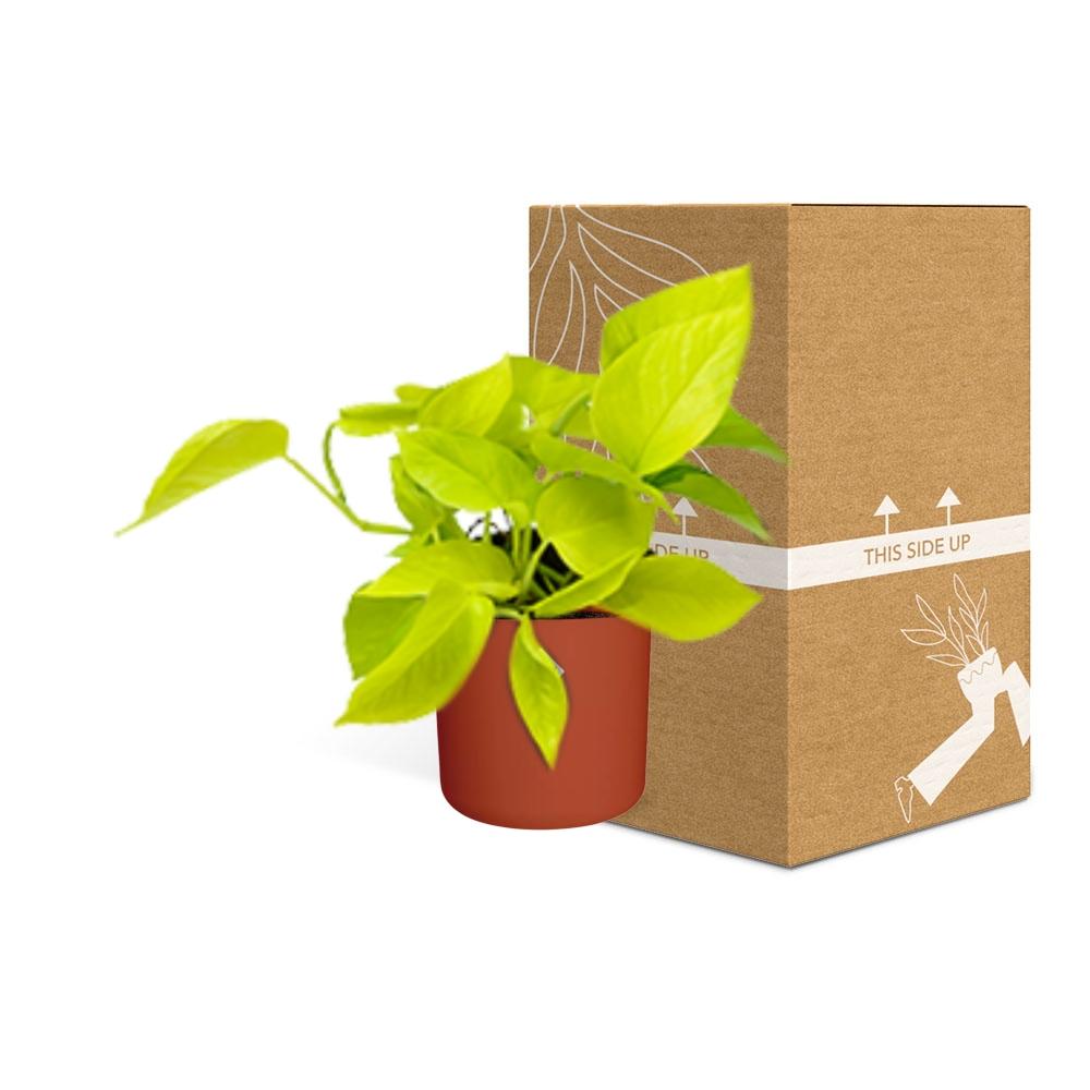 Epipremnum Pinnatum ‘Golden Pothos’ in ELHO b.for soft rond 14cm brique