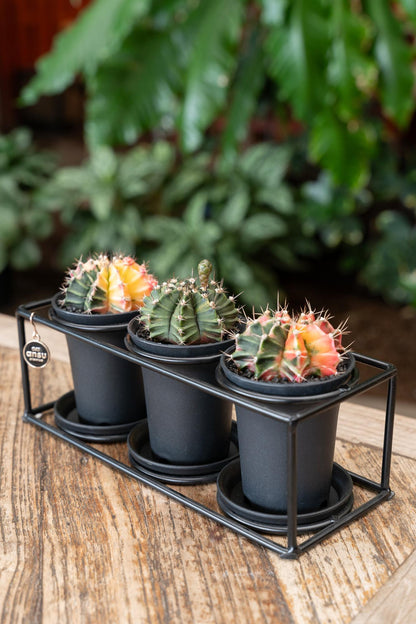Cactus Trio im Design Frame – Ø25cm
