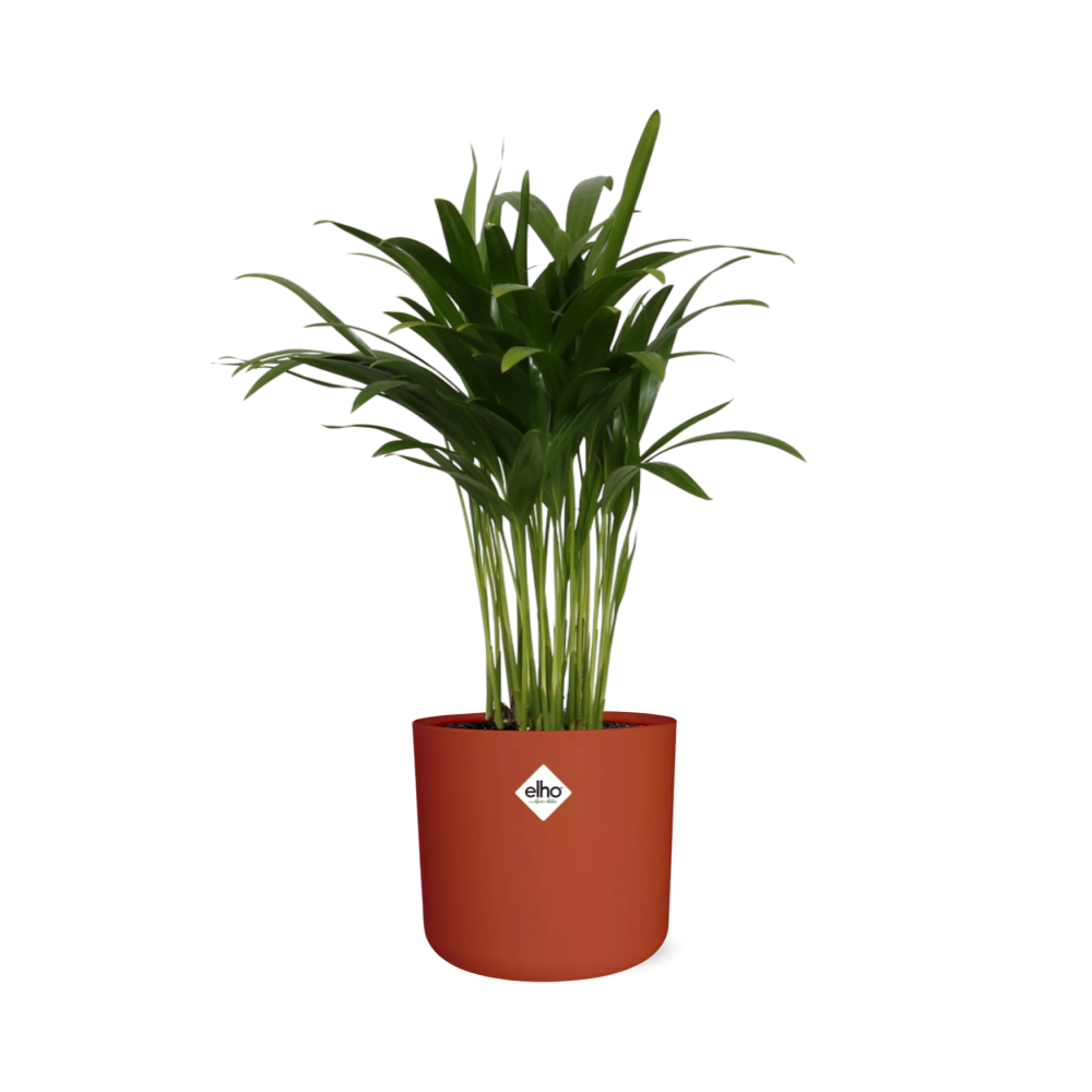 Areca Palme in ELHO b.for soft rund 14cm brique