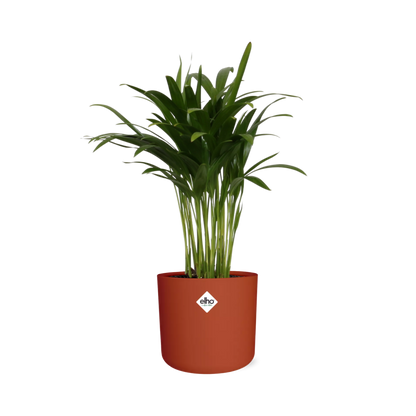Areca Palme in ELHO b.for soft rund 14cm brique