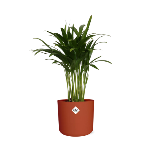 Areca Palme in ELHO b.for soft rund 14cm brique