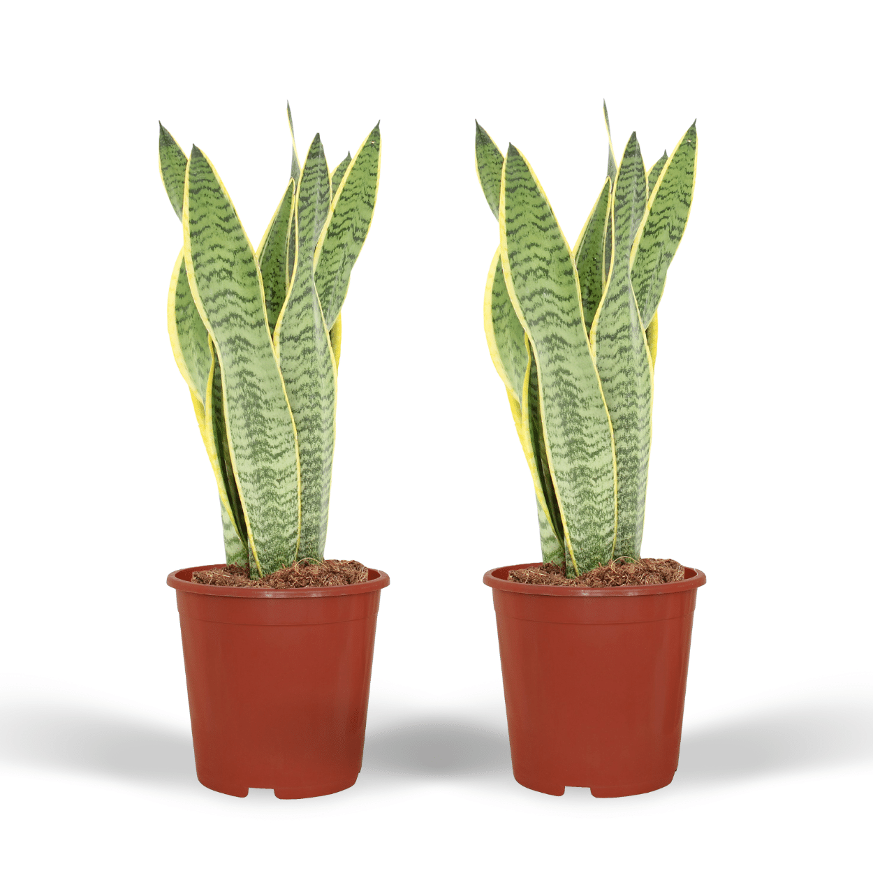 2x Sansevieria Laurentii – Pflegeleichte Frauenzunge 40 cm