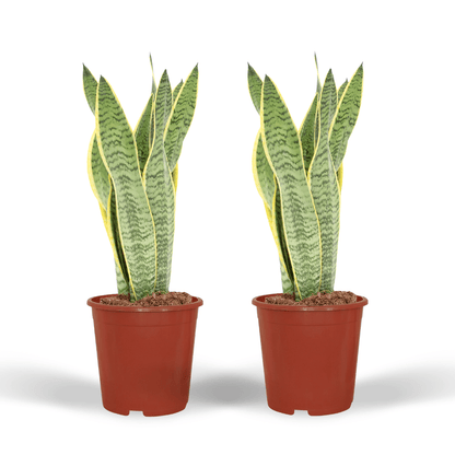 2x Sansevieria Laurentii – Pflegeleichte Frauenzunge 40 cm