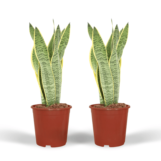 2x Sansevieria Laurentii – Pflegeleichte Frauenzunge 40 cm