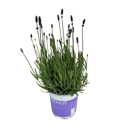 Lavendel 'Hidcote Blue' – Duftende, pflegeleichte Pflanze