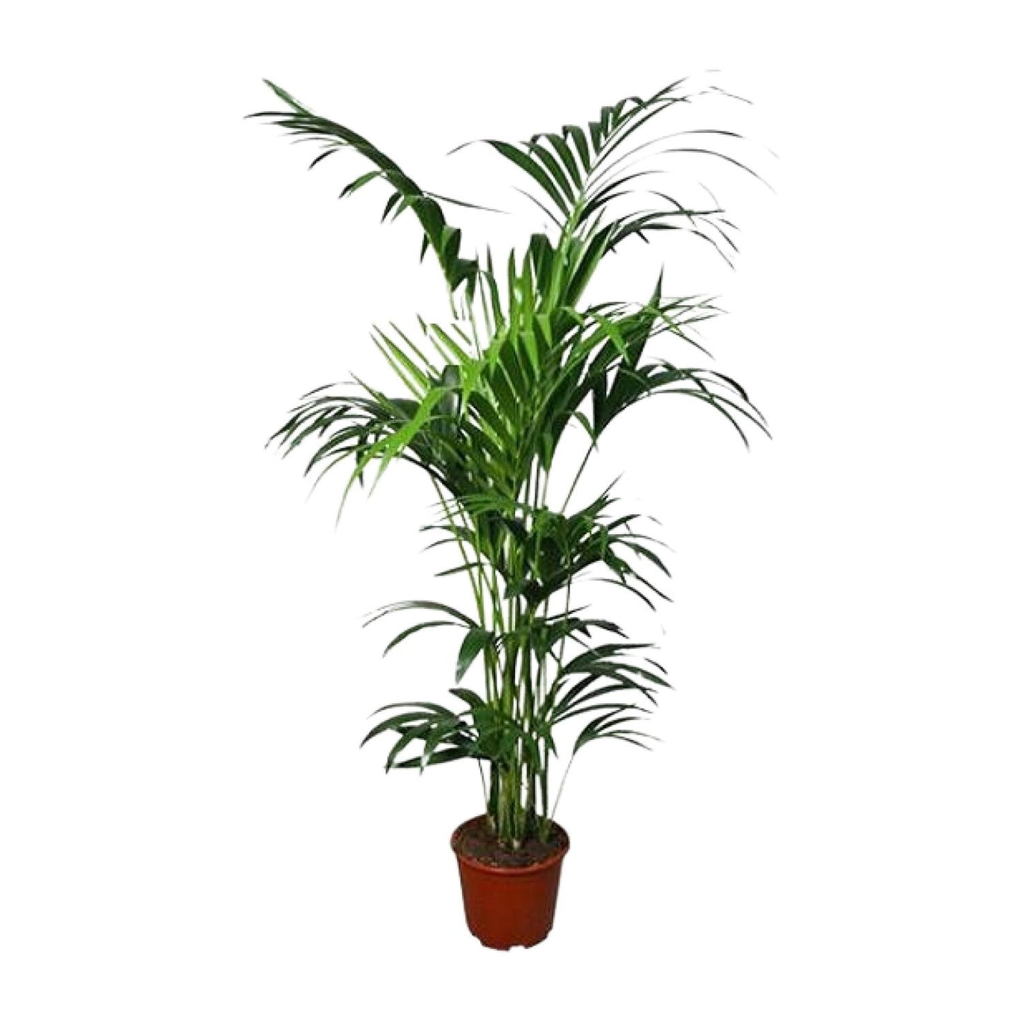 Howea Kentia-Palme Ø24cm, ca. 180cm hoch – pflegeleicht & luftreinigend