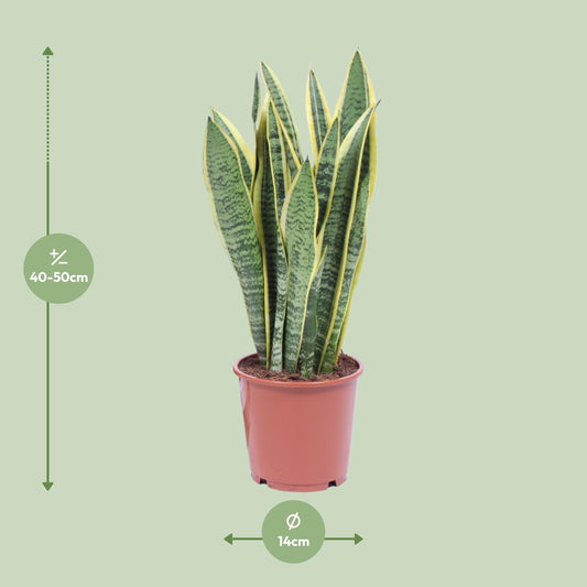 Sansevieria Trifasciata Laurentii – Pflegeleichte Schwiegermutterzunge Ø14cm