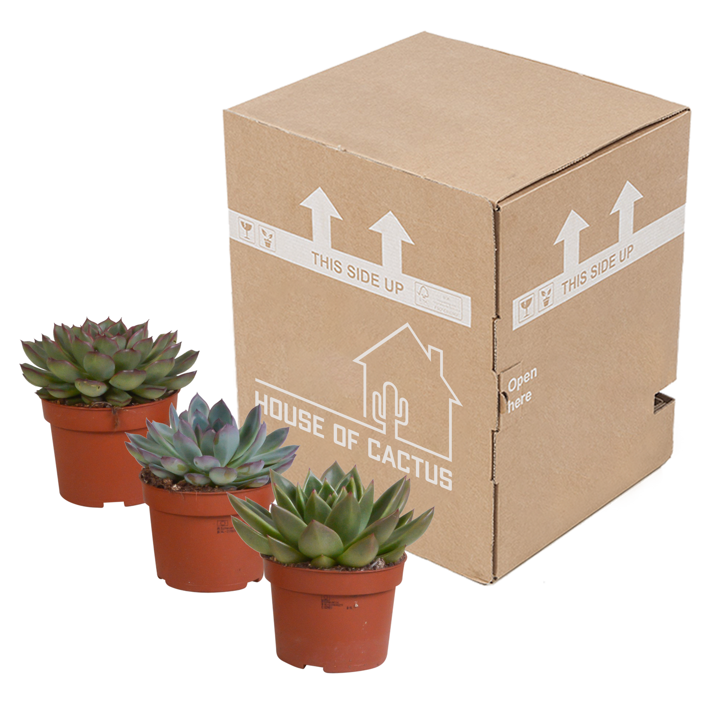 Echeveria-Mix 10,5 cm – 3er Set ohne Topf