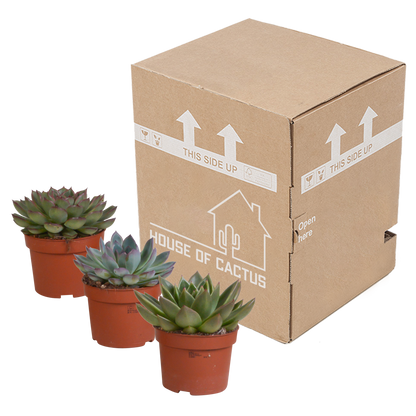 Echeveria-Mix 10,5 cm – 3er Set ohne Topf
