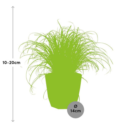 Cyperus alternifolius Schirmgras in ELHO b.for rock 14 cm warm grey