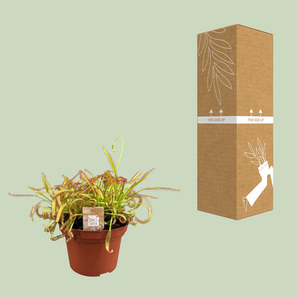 Drosera Capensis – pflegeleichte Sonnentau-Pflanze Ø12cm