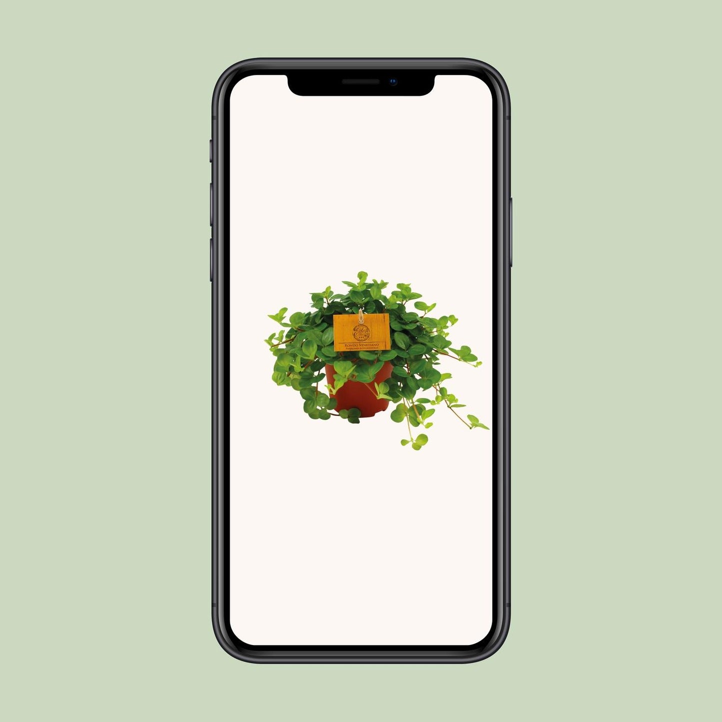 Peperomia Rotundifolia – Pflegeleichte Zimmerpflanze Ø12 cm