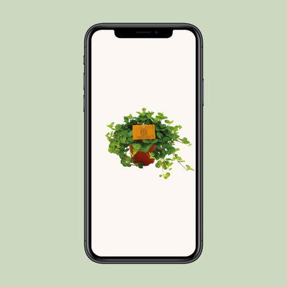 Peperomia Rotundifolia – Pflegeleichte Zimmerpflanze Ø12 cm
