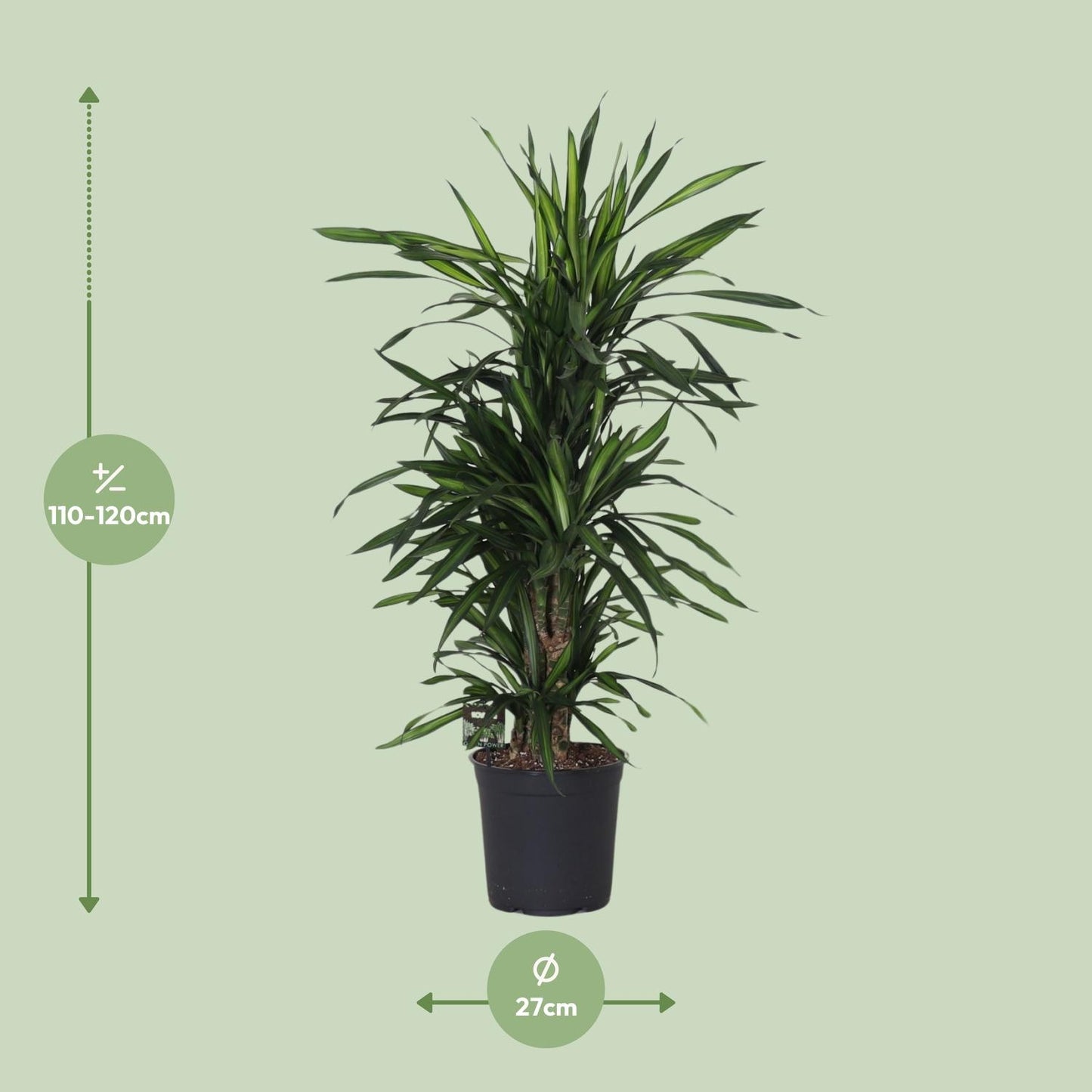 Dracaena Fragans 'Rikii' – Pflegeleichte Zimmerpflanze Ø27cm