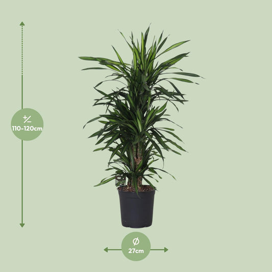 Dracaena Fragans 'Rikii' – Pflegeleichte Zimmerpflanze Ø27cm