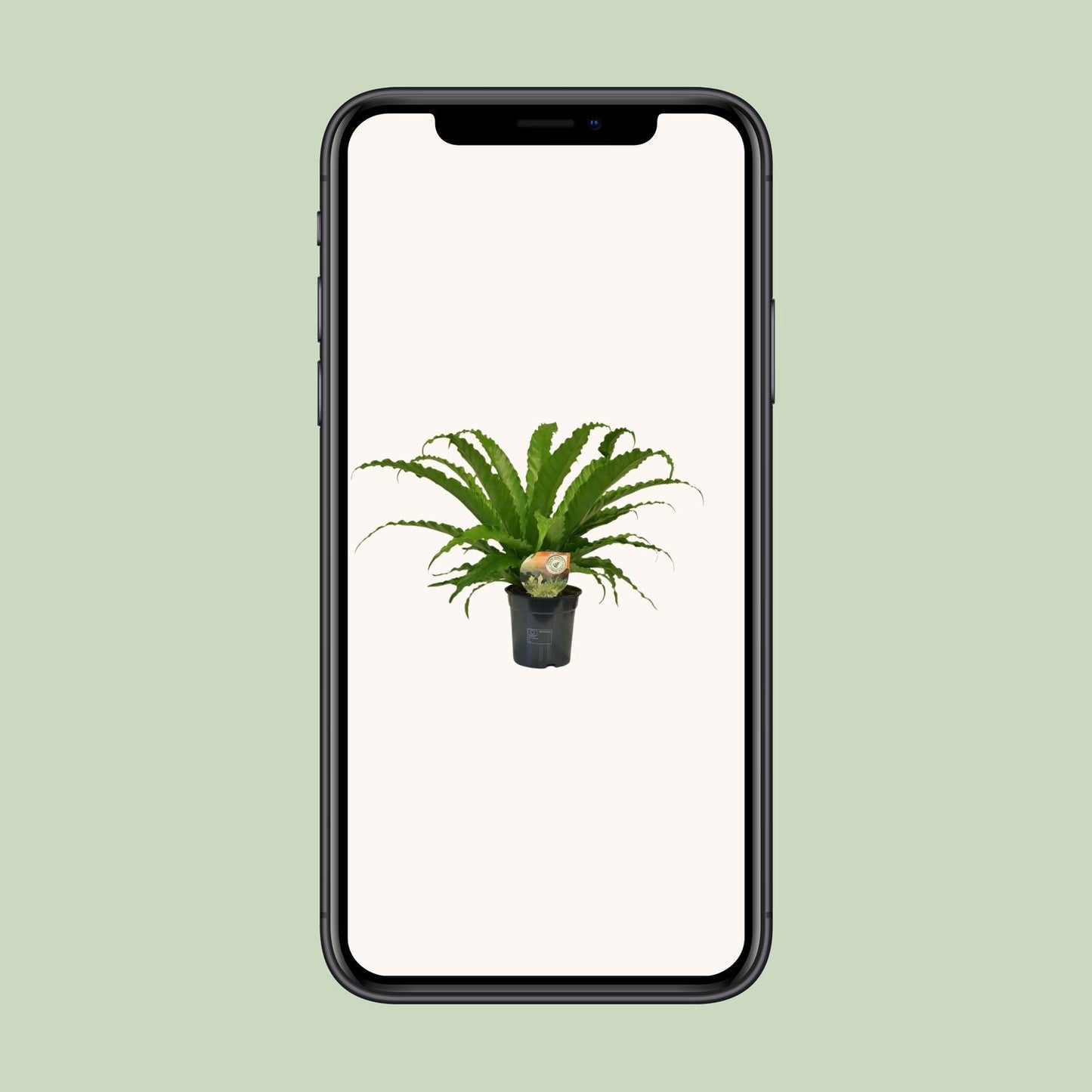 Asplenium Osaka – Pflegeleichter Farn Ø17cm, 40cm hoch