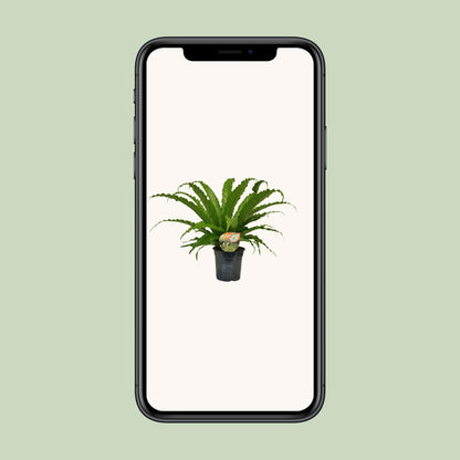 Asplenium Osaka – Pflegeleichter Farn Ø17cm, 40cm hoch