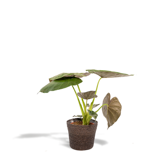 Alocasia Wentii – Elegantes Elefantenohr mit Korb Ø19cm