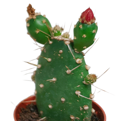 Blühende Kakteenmischung 5er-Set im 5,5 cm Topf