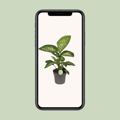 Dieffenbachia Reeva – Exotische, pflegeleichte Zimmerpflanze Ø17cm