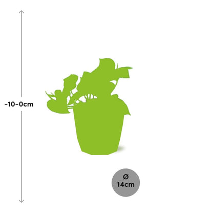 Epipremnum Pinnatum ‘Aureum’ in ELHO b.for rock 14 cm warm grey