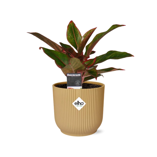Aglaonema Crete – Pflegeleichte Zimmerpflanze im ELHO Vibes Fold 14cm Gelb