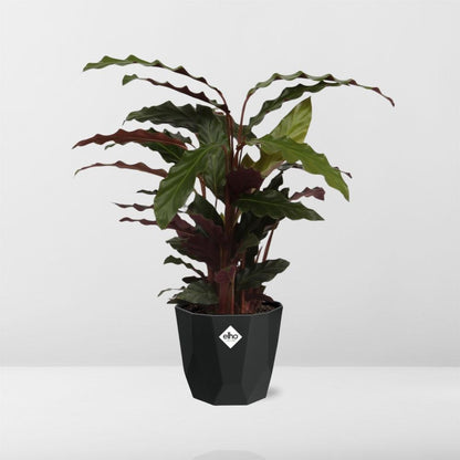 Calathea Rufibarba ‘Tropistar’ – Tropische Zimmerpflanze 14cm
