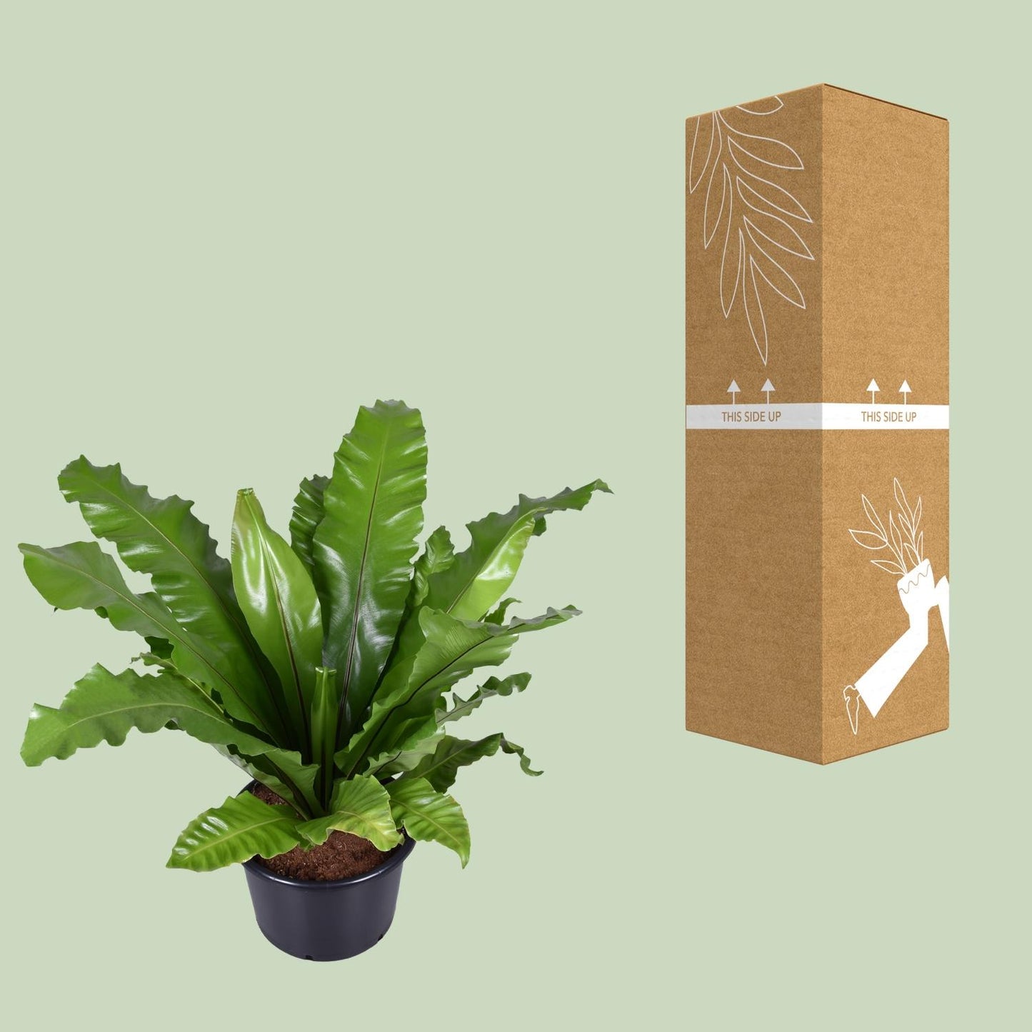 Asplenium Nidus – Nestfarn Ø37cm, Höhe 85cm, pflegeleicht