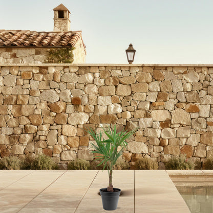 Trachycarpus Fortunei Palme – 90-100 cm, Ø 21 cm Topf