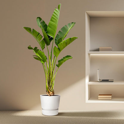Strelitzia Augusta – Weiße Paradiesvogelpflanze 250 cm