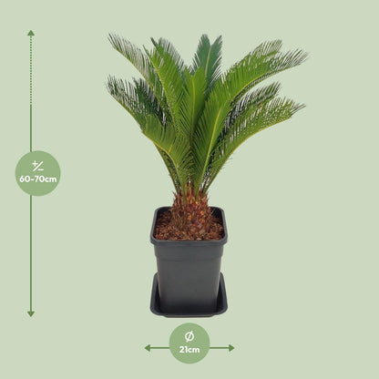 Cycas Revoluta – Pflegeleichte Farne-Palme Ø21cm