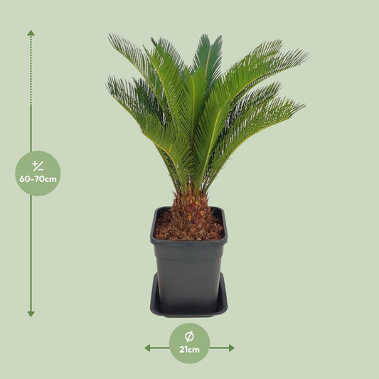Cycas Revoluta – Pflegeleichte Farne-Palme Ø21cm