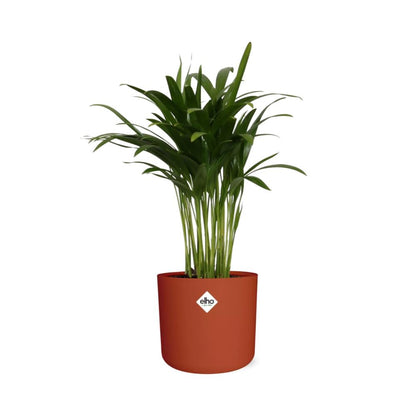 Areca Palme in ELHO b.for soft rund 14cm brique