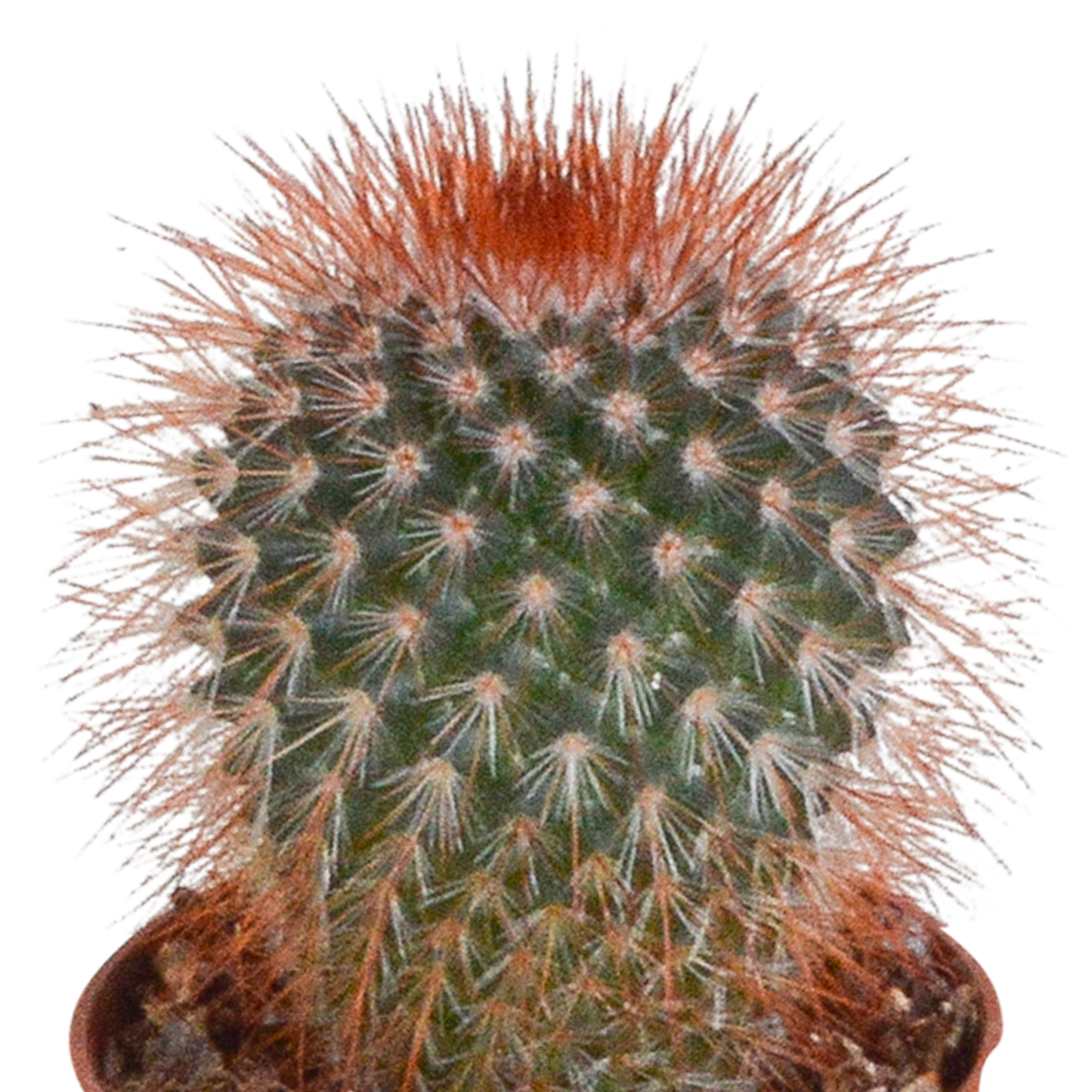 Kakteenmischung 5,5 cm – 5er Set ohne Topf