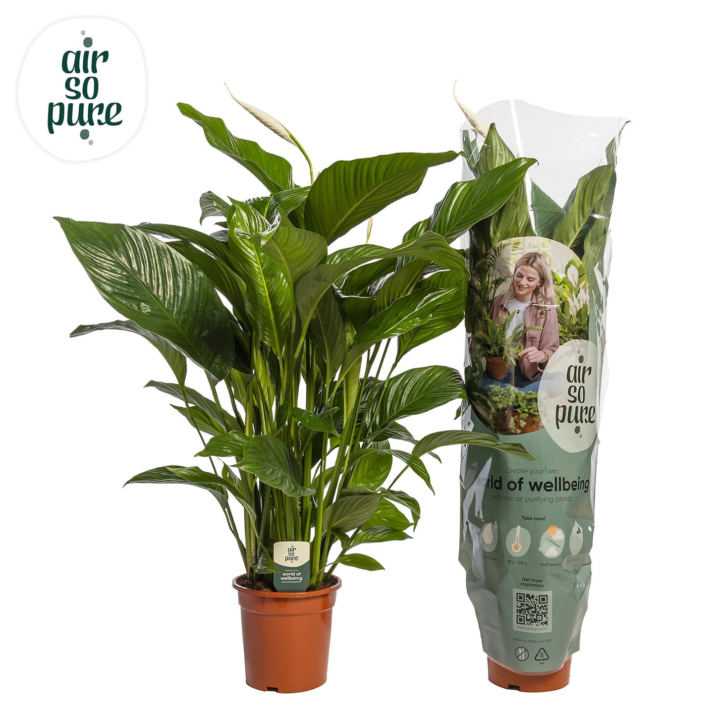 Spathiphyllum 'Maximo Cupido' – Luftreinigende Zimmerpflanze Ø21cm