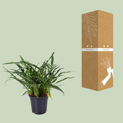 Aglaomorpha Coronans – Santa Rosa Farn Ø17cm, 45cm hoch