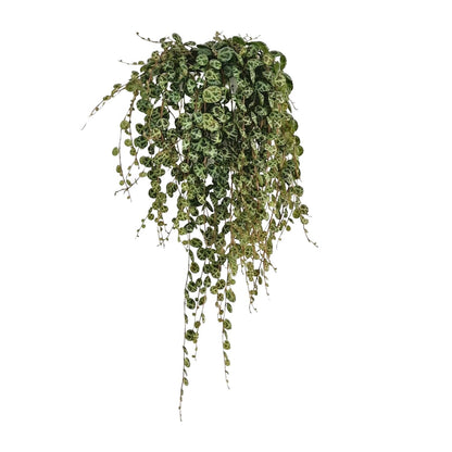 Peperomia Prostrata – pflegeleichte Zimmerpflanze Ø11cm