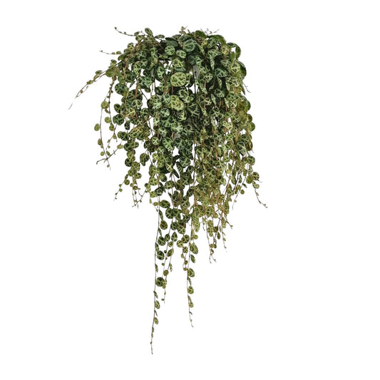 Peperomia Prostrata – pflegeleichte Zimmerpflanze Ø11cm