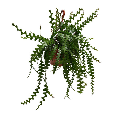 Epiphyllum anguliger – Fischgrätenkaktus Ø30cm, 60cm hoch