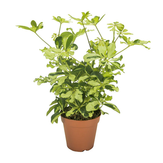 Schefflera Charlotte – Pflegeleichter Umbrella-Baum Ø13cm