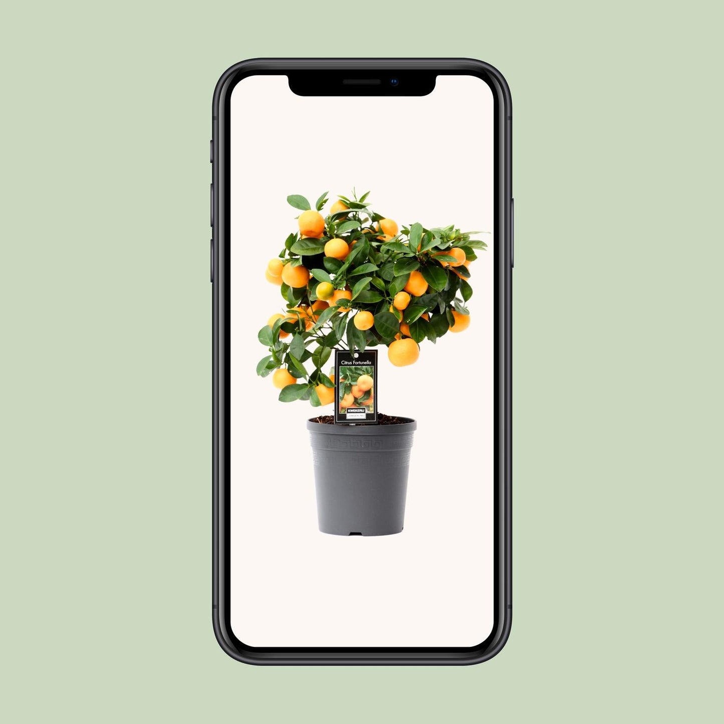 Citrus Calamondin – Duftende, pflegeleichte Zimmerpflanze Ø15cm