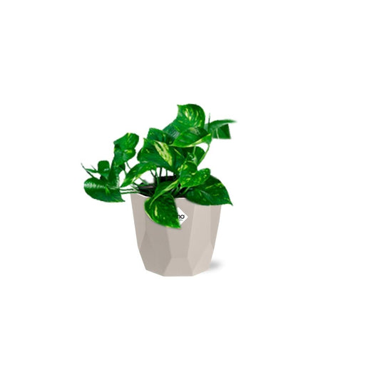 Epipremnum Pinnatum ‘Aureum’ in ELHO b.for rock 14 cm – Pflegeleicht & Luftreinigend