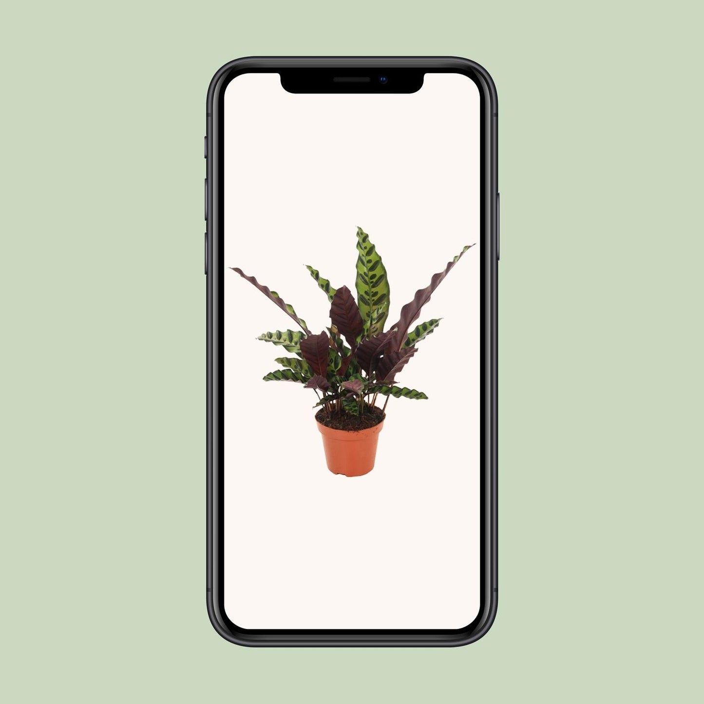 Calathea Insignis – Pflegeleichte Tropische Zimmerpflanze Ø12cm