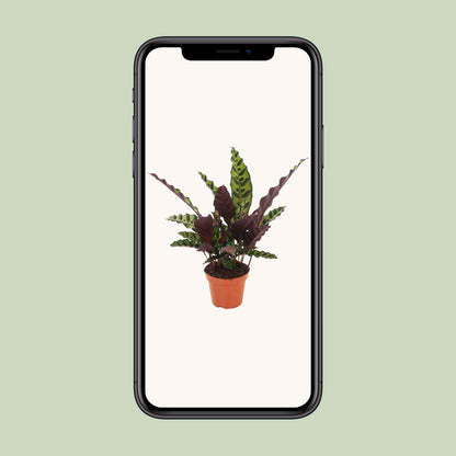 Calathea Insignis – Pflegeleichte Tropische Zimmerpflanze Ø12cm