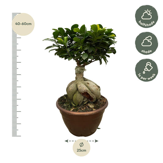 Ficus Microcarpa Ginseng – Pflegeleichter Zimmerbaum 50 cm