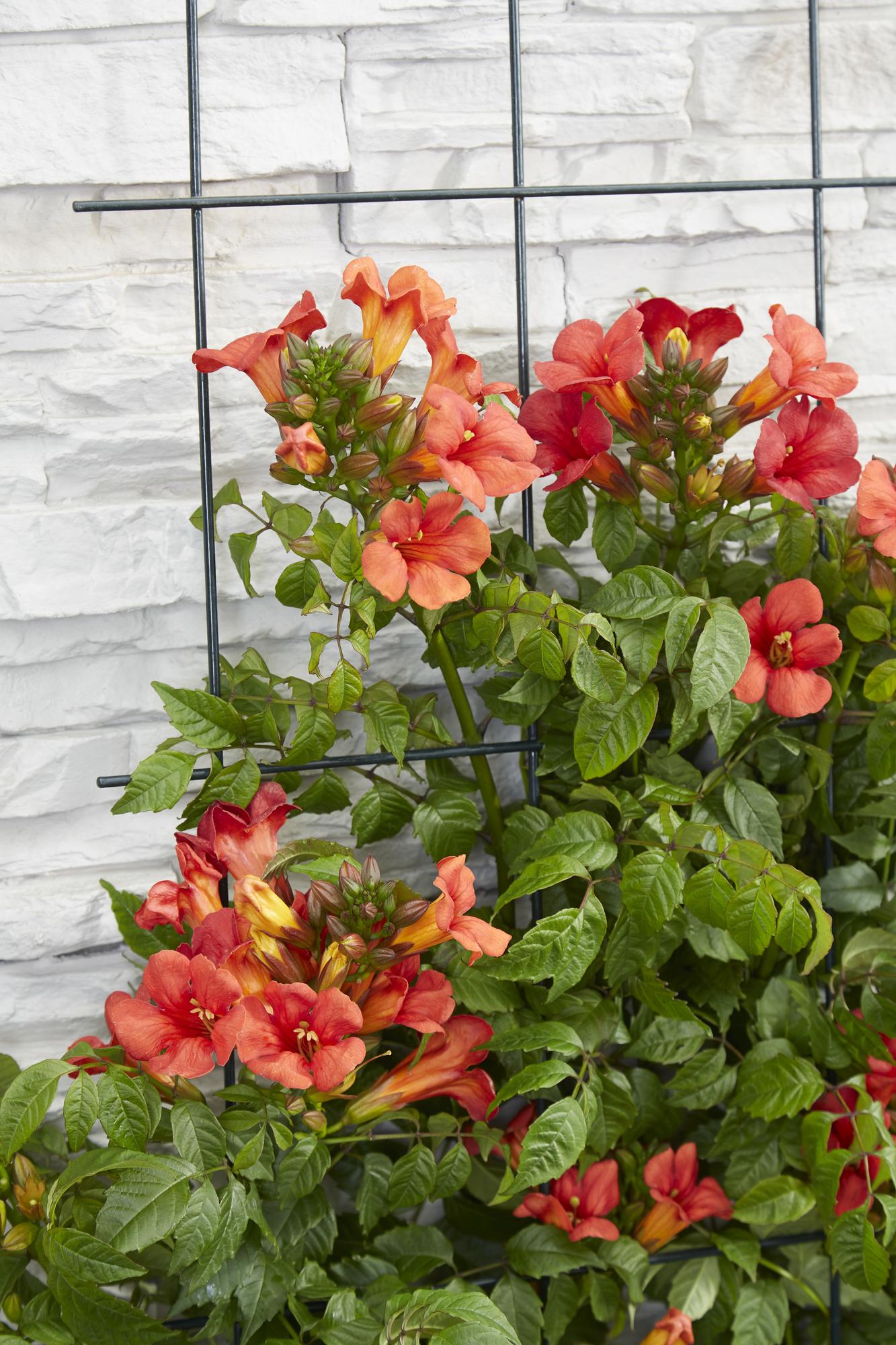 2x Campsis Summer Jazz 'Fire Trumpet' – Rote Trompetenblüte, 65 cm