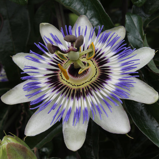 Passiflora caerulea – Winterharte Kletterpflanze Ø15cm