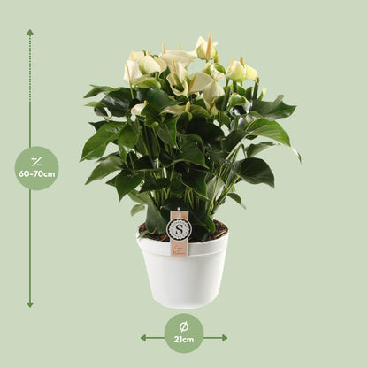 Anthurium White Champion – Tropische, pflegeleichte Zimmerpflanze Ø21cm
