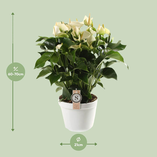 Anthurium White Champion – Tropische, pflegeleichte Zimmerpflanze Ø21cm