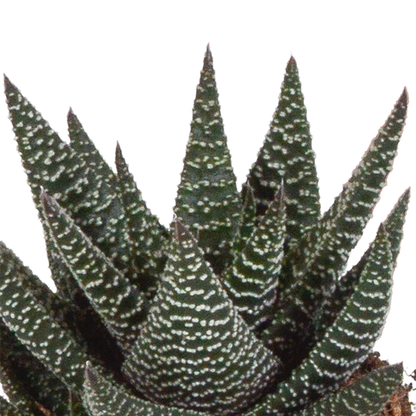 Gasteria & Haworthia Sukkulenten-Mix 3er im weißen Topf